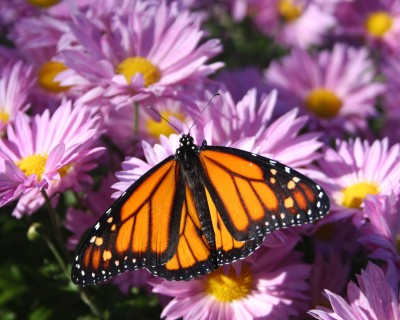 Monarch butterfly in the Peace Garden